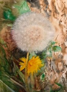 Read more about the article Dandelion – prints available only