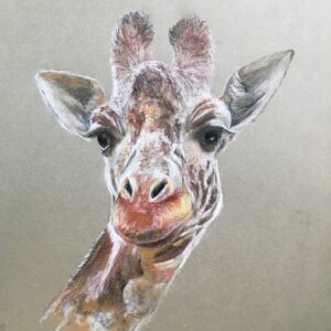 Giraffe – Greetings Card : on display and available to purchase at Photovogue Studio, 145c Connaught Ave Frinton
